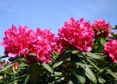 Rhododendron-Fruehlingshimmel-2.jpg